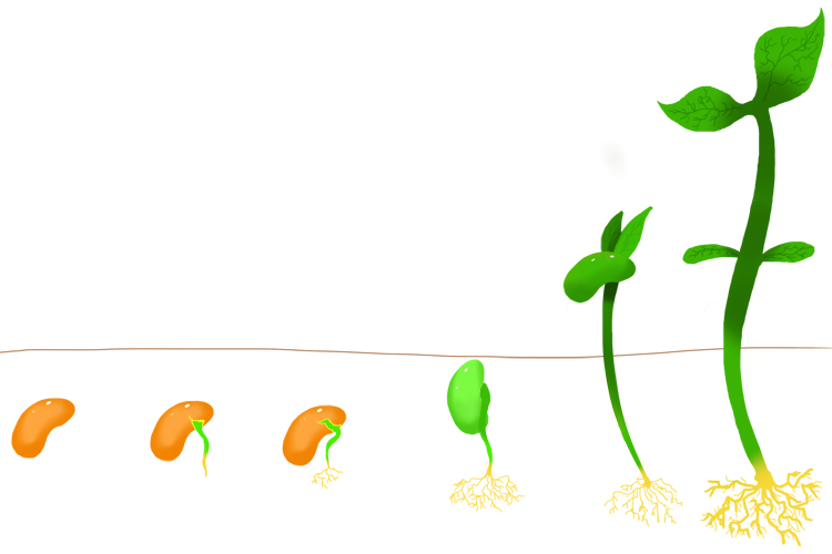 Graphic of a growing plant from a seedling and how it reproduces through spores